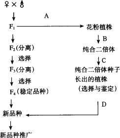 下图是表示农业生产上关于两对相对性状的两种不同育种方法的过程示意图.请根据图回答下面的问题. 1 图中A B C D所表示的育种方法是 育种.其显著的优点是 .