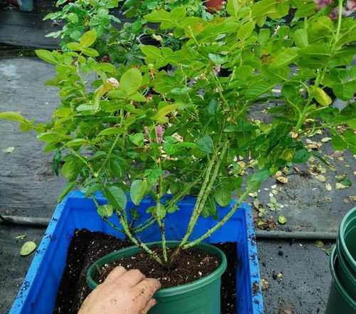 家里 7种花 长了大半年,把花盆里的土都 吸没了