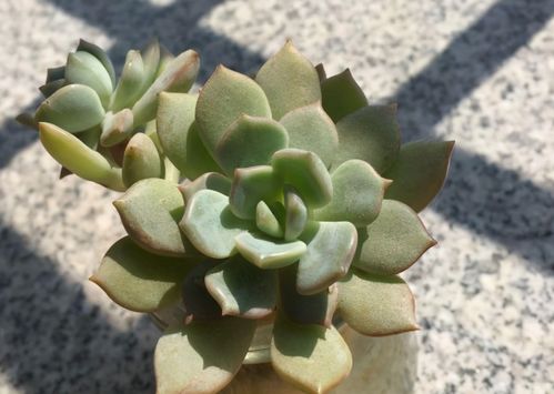适合冬日培育多肉幼苗的2种手段,紧抓细节成功率更高