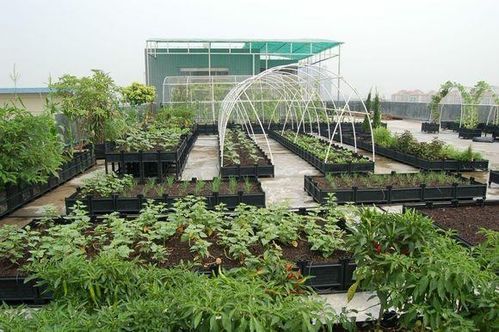 想在楼顶种菜 那这几点必须注意 否则问题很严重