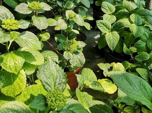 绣球花叶子发黄不油绿,平时别缺 2种料 ,叶片油绿,花满盆