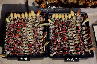 泥炭土的替代品 椰糠 – 多肉联萌