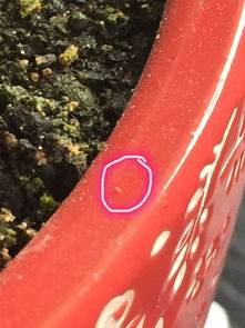 花盆里密密麻麻全是这种白色有点发透明的小虫子,请问这是什么虫啊 花会不会死啊 应该怎么处理呢