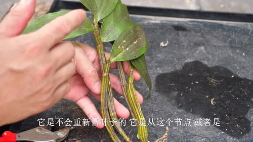 栽种石斛兰不用土,试试新方法,生长快