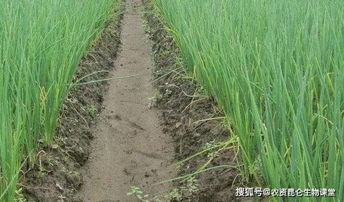 大棚香葱追肥用什么肥料好 香葱用哪个肥料好 香葱叶面肥用什么