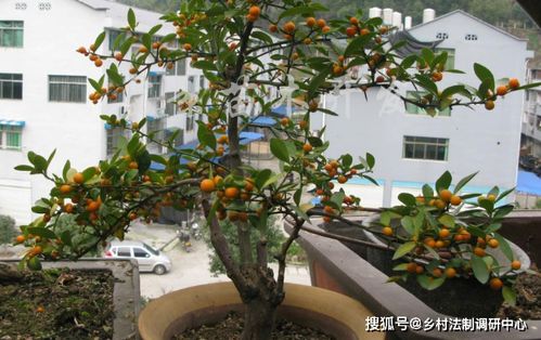 盆栽金桔的种植方法