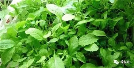 泡沫箱种菜有毒 会致癌 是真的吗