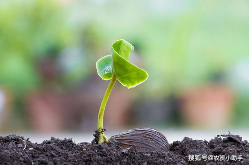 矿源黄腐酸钾改良土壤怎么样 矿源纯黄腐酸钾,矿源供应黄腐酸钾粉好用吗