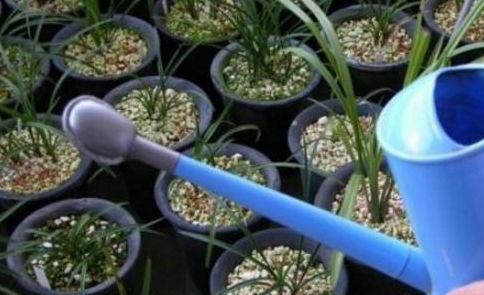 还研制 黄豆水 当肥料 过时啦 这才是 万能花肥 ,浇啥啥旺