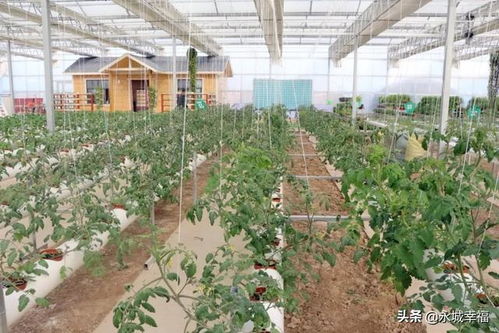 种菜不用光,鱼菜能共生,植物长天上 永城这个大棚好神奇