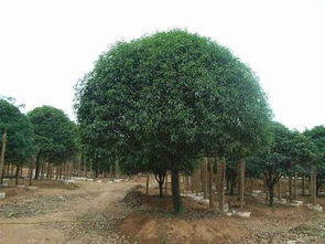 桂花树施什么肥—桂花树十大禁忌