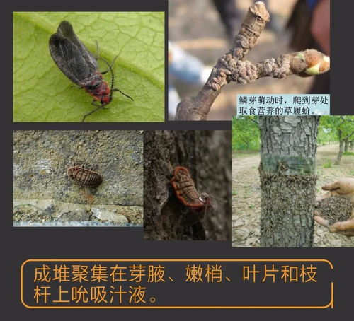 常见十种蚧壳虫识别及防治技巧