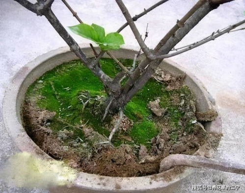 养花盆土硬邦邦 浇点 软化水 ,土壤肥沃营养足,松软如面包