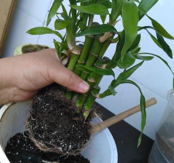 养花盆土易生虫,提前给土壤 杀杀虫 ,土壤不生虫,养啥都放心