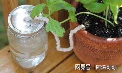离家一段时间,可以用这些懒人方法自动给植物浇水