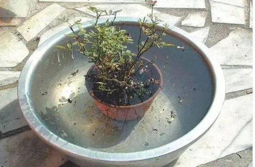 给花喷点它,蚂蚁蜗牛全杀死,家里再也不招虫
