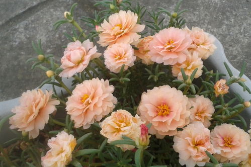 夏天最好养的花,丢土里就能活,给点阳光就灿烂,花期超半年之久
