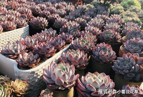 家里养多肉,做好5件事,盆土疏松肥沃,根茎健壮,长成胖娃娃