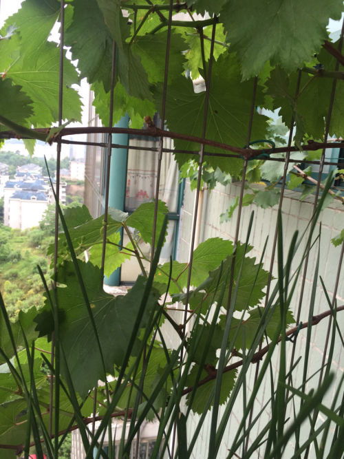 这是我买的多肉植物营养土,发现这土有个好奇怪的现象就是浇水时浇到盆地透水了,但扒开里面的土还是干的