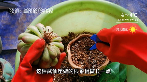 多肉上盆从来不用纯颗粒,真的好还漂亮,营养土就像多肉的主食,颗粒就是多肉的辅食缺一不可