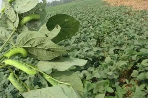 害虫 豆丹 居然价格比大豆高出15倍 我滴乖乖,这到底咋回事