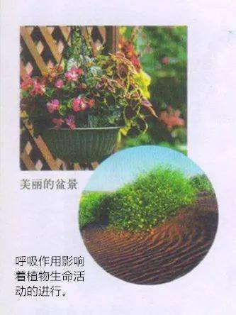 了解植物家族
