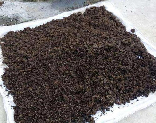 给植物换盆土,除了注重修剪 土壤外,还得做好这3件事