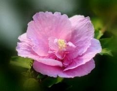 木菊花怎么养才是正确的养殖方法