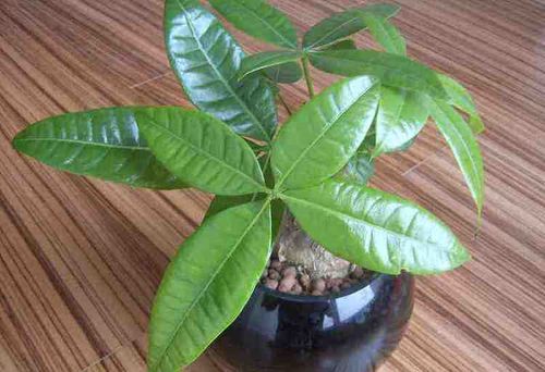 花卉种植技术 发财树掉叶子怎么办,三种原因以及解决方法