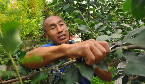 为什么要给果树剪枝,不是枝条越多挂果越多吗 怎么修剪才不影响多挂果