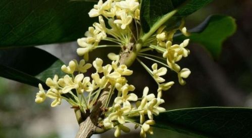 适宜北方的四种桂花树_桂花零下20度能活吗