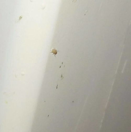 最近下雨屋里比较潮湿床上出现了很多很多黄黄的小虫子 大概一毫米大小 请问这是什么虫子 怎么解决啊