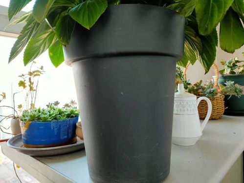 花盆底垫什么好 推荐一些实用的东西,既透水又保肥