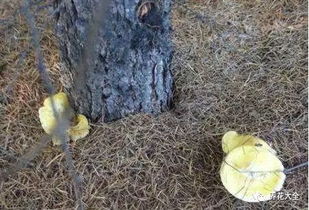 多肉盆底撒点小东西,呼呼长爆盆,20年不烂根