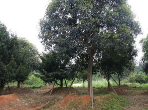 夏季移栽桂花树要点