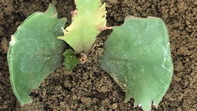 移栽植物为什么要带一些土