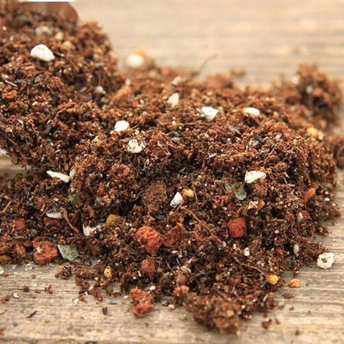 盆栽茄子 有舍才有得 ,留1根侧枝,便能获得大丰收