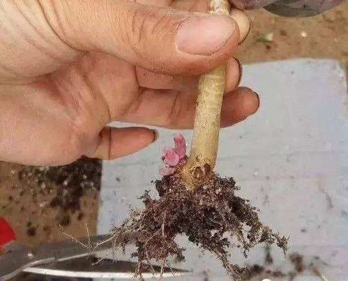 多肉想换盆,2个要点要 记牢 ,不然换了也白换