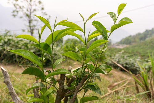 茶树适宜生长的条件是什么