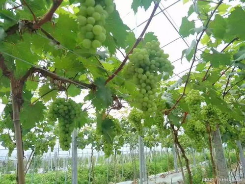 网购2200元葡萄苗,结出果子竟 红了脸 ,2年收益打水漂
