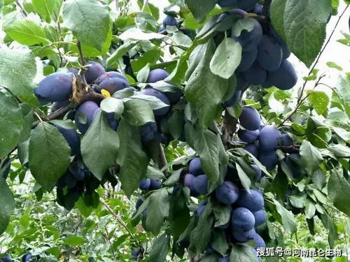 李子树追施什么肥料膨果 李子树增甜上什么肥料 李子树用什么叶面肥