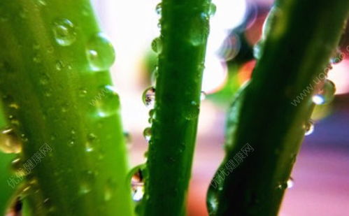 芦荟浇水浇多了怎么办 芦荟浇水多了怎么补救
