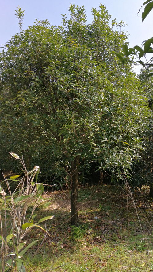 家里有棵桂花树想卖掉,不知道桂花树怎么卖的