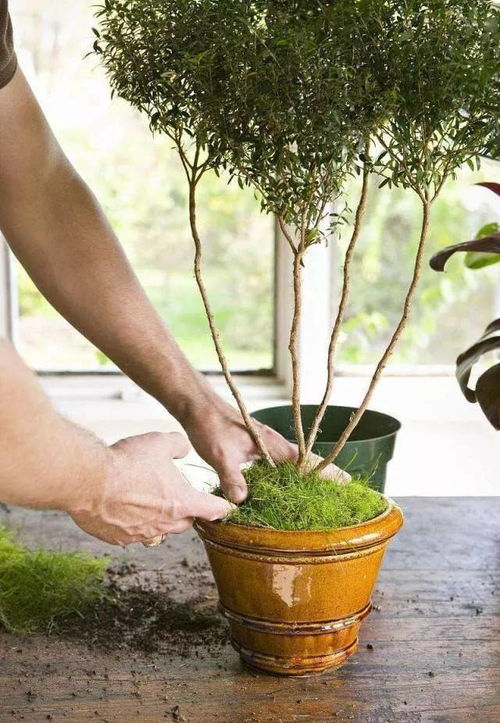 掌握盆栽移植成活关键三要素,成活率高达99.99