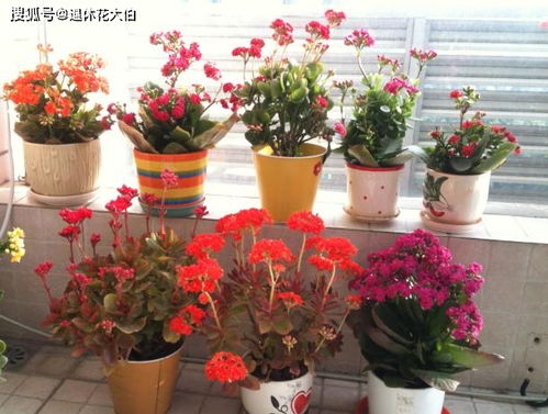 9 10月盆栽这4款花卉,春节前后花开爆盆 好看又好养
