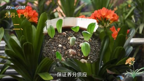 君子兰秋天几月份换土