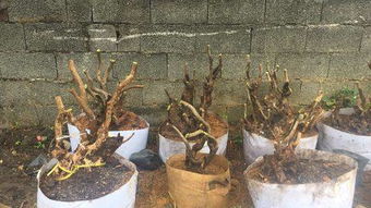 盆景大师常用的生桩快速发芽技巧,盆内分层囤沙冒芽法