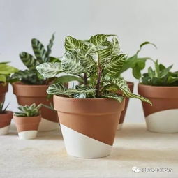 花盆不知道买哪个好看 买几个陶盆,百变花样自己造出来 附教程