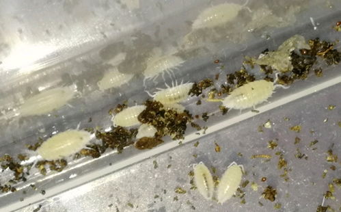 家中鼠妇怎么彻底消灭