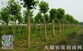 苗木怎么种植 苗木种植的要点